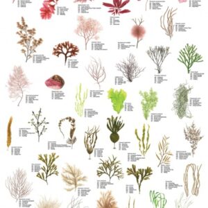 Plansje, Tang & Tare