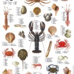 1800 Nordvest Atlanterhavs Skalldyrplakat, mini