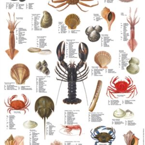 Nordvest Atlanterhavs Skalldyrplakat, mini