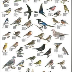 Hagens Fugler  Plakat, mini