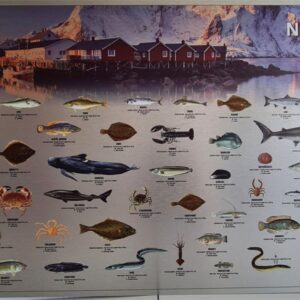 Norskeskysten 100x50cm Aluminium