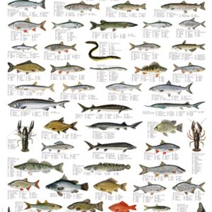 Plansje, ferskvannsfisker