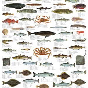 Plansje, arktiske fisk og skalldyr