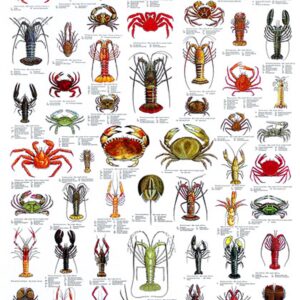 Plansje, krabbe og hummer