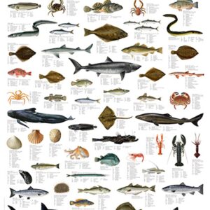 Plansje, Norskekysten