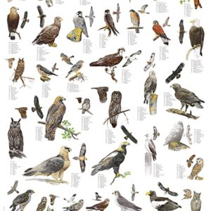 Plansje. rovfugler og ugler