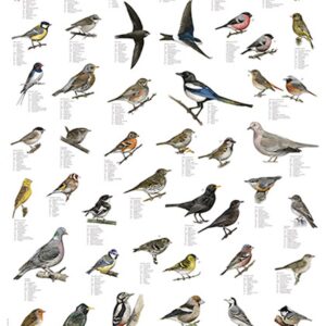 Plansje, hagens fugler