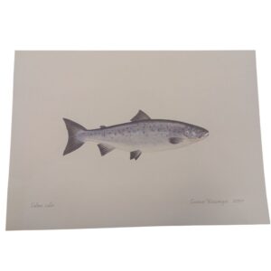 Litografi - Laks