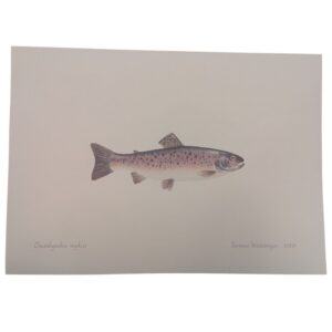 Litografi - Regnbueørret