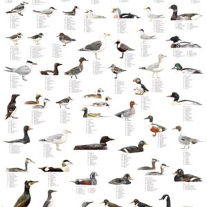 Plansje, kystfugler fra Nord-Atlanteren