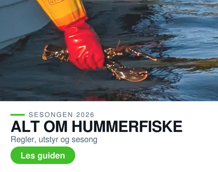 Hummer i hanske settes ut i sjoen - alt om hummerfiske