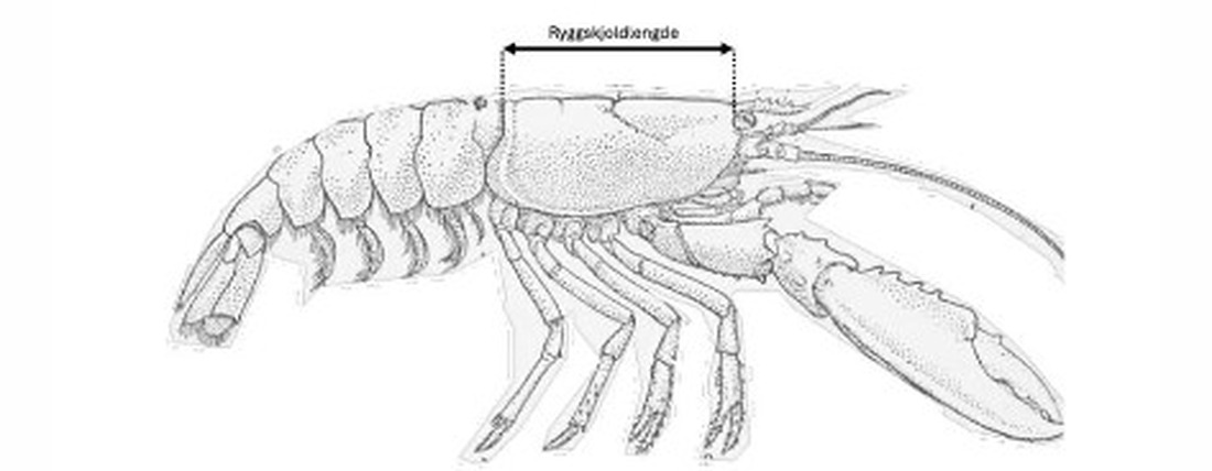 Illustrasjon av hummer med markering av ryggskjoldlengden, fra øyehulen til bakkanten av ryggskjoldet